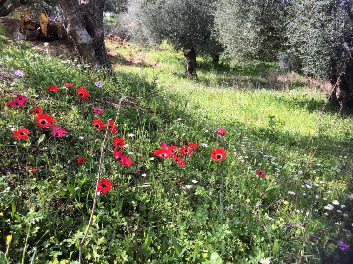Hakuna Matata Holidays Wooden Lodge With Airco & Pool In Greek Olive Grove Methone Buitenkant foto